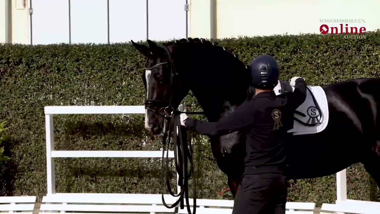 Dolce Amaro PS (Danciero x San Amour)