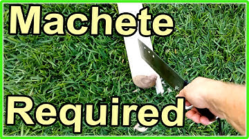 Recycled Homemade Mulch - DIY. Perfect for gardens and saving water.