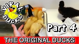 Baby Ducks In A Sink p4