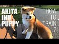 AKITA INU PUPPY 秋田犬/how to train AKITA puppy/ 2nd weeks arrived home