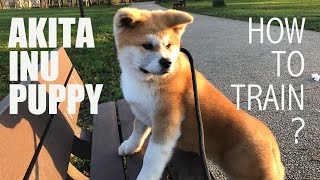 AKITA INU PUPPY 秋田犬/how to train AKITA puppy/ 2nd weeks arrived home