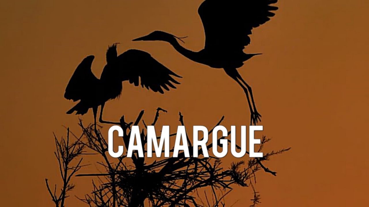 The Wild Heart of Provence: Camargue's Flora and Fauna