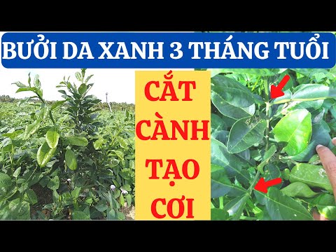 Video: 4 cách để cắt cà chua