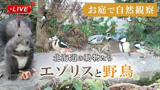【エゾリスと野鳥の餌場(餌台)】 2024/05/10 シジュウカラ カワラヒワ スズメ シメ アカゲラ Squirrel Bird Live Camera