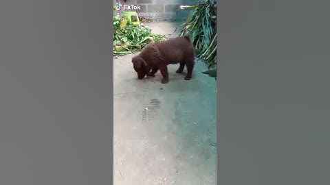 Chó Mông cộc lông đỏ