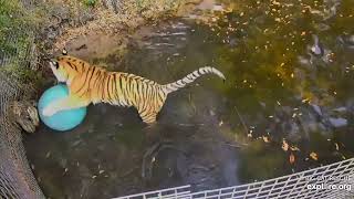 Cooling off in the lake.  Dutchess tiger at Big Cat Rescue.