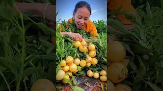 Aesthetic Pepino Melon 🍈💜 | Beautiful Purple-Striped Fruit | Nature Shorts #Shorts Aesthetic Pepino Melon 🍈💜 | Beautiful Purple-Striped Fruit | Nature Shorts #Shorts