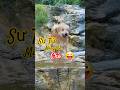 Đi rừng để tắm suối 🤔 #dog #animals #pets #cutedog #doglife