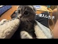 服の中に侵入してきた子猫がかわいい… スコティッシュフォールドのつむ