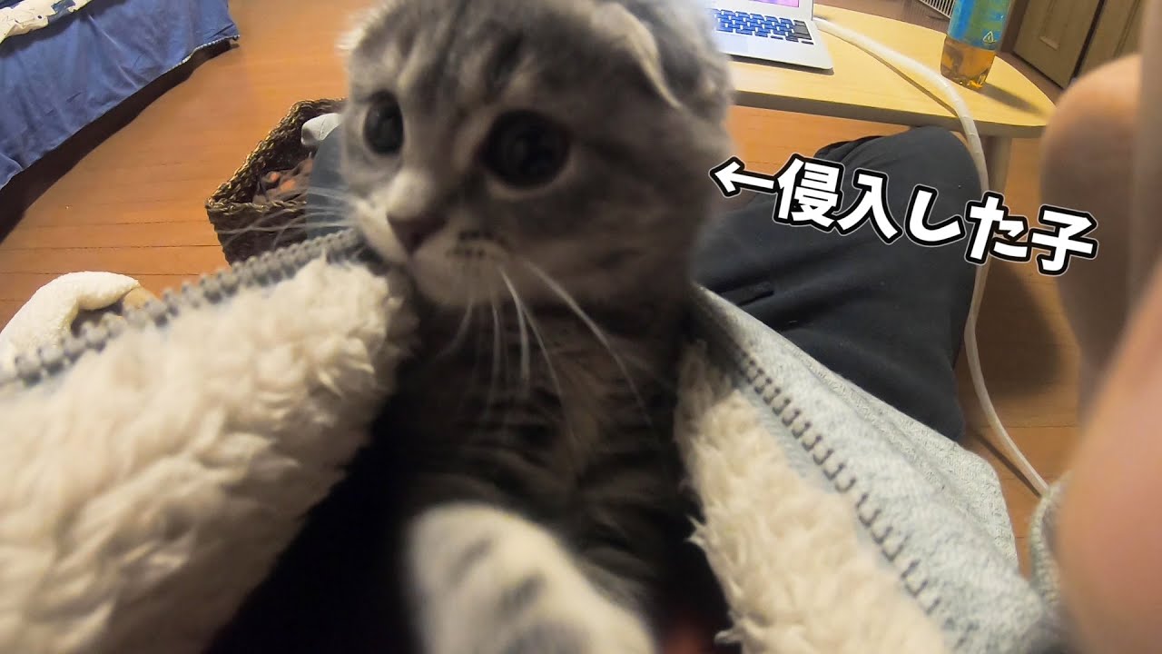 カンガルーになった子猫がかわいい Youtube