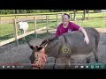 Critiquing Giving A Donkey A Bath by MadebyMegan
