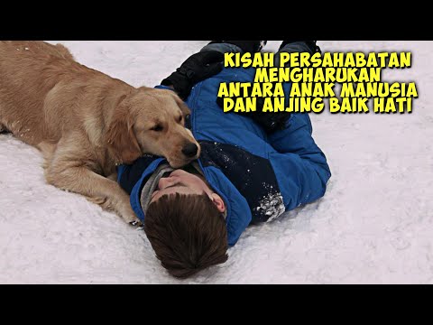 Video: 17 Alasan Anjing Membuat Pengasuh Lebih Baik daripada Manusia