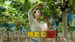 Xiao Tangyuan dreams of picking grapes, but Third Sister-in-law won't take him; he's reviewing hi...