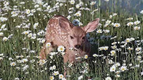 Part 2: Mule Deer Summer Range Talk with ODFW Habitat Biologist