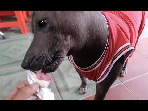 Video Chú chó không lông thích ăn phô mai Con Bò Cười - youtube
