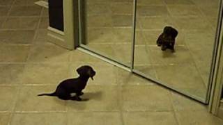 Mini Dachshund Puppy Vs. Mirror