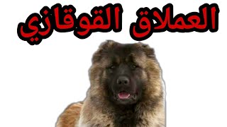 حقائق عن الراعي القوقازي ( مزايا و عيوب ) الحلقة الثالثة من سلالات الكلاب