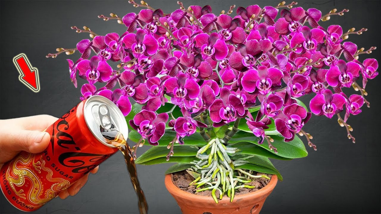 Just 1 Can Of Coca-Cola Makes The Orchid Garden Bloom Many Magical Flowers!