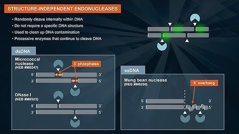 What are endonucleases and their applications?
