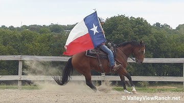 King - carrying the flag! - ValleyViewRanch.net