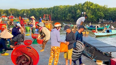 Đảo Cần Giờ Sài Gòn Vào Mùa Câu Cá Ngát,Cá Chét,Ốc Mở ║Chợ Hàng Dương Toàn Hải Sản Tươi Sống