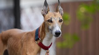 Debunking Myths About Italian Greyhounds: The Truth Revealed