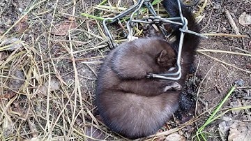 The CAMO Cowboy Outdoors. Mink trapping. November 21, 2019