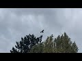 (Birds Of Prey) Spotted Amazing (Huge Buzzards!) Over My Garden