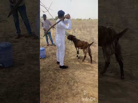 bakra jhatka video #shorts