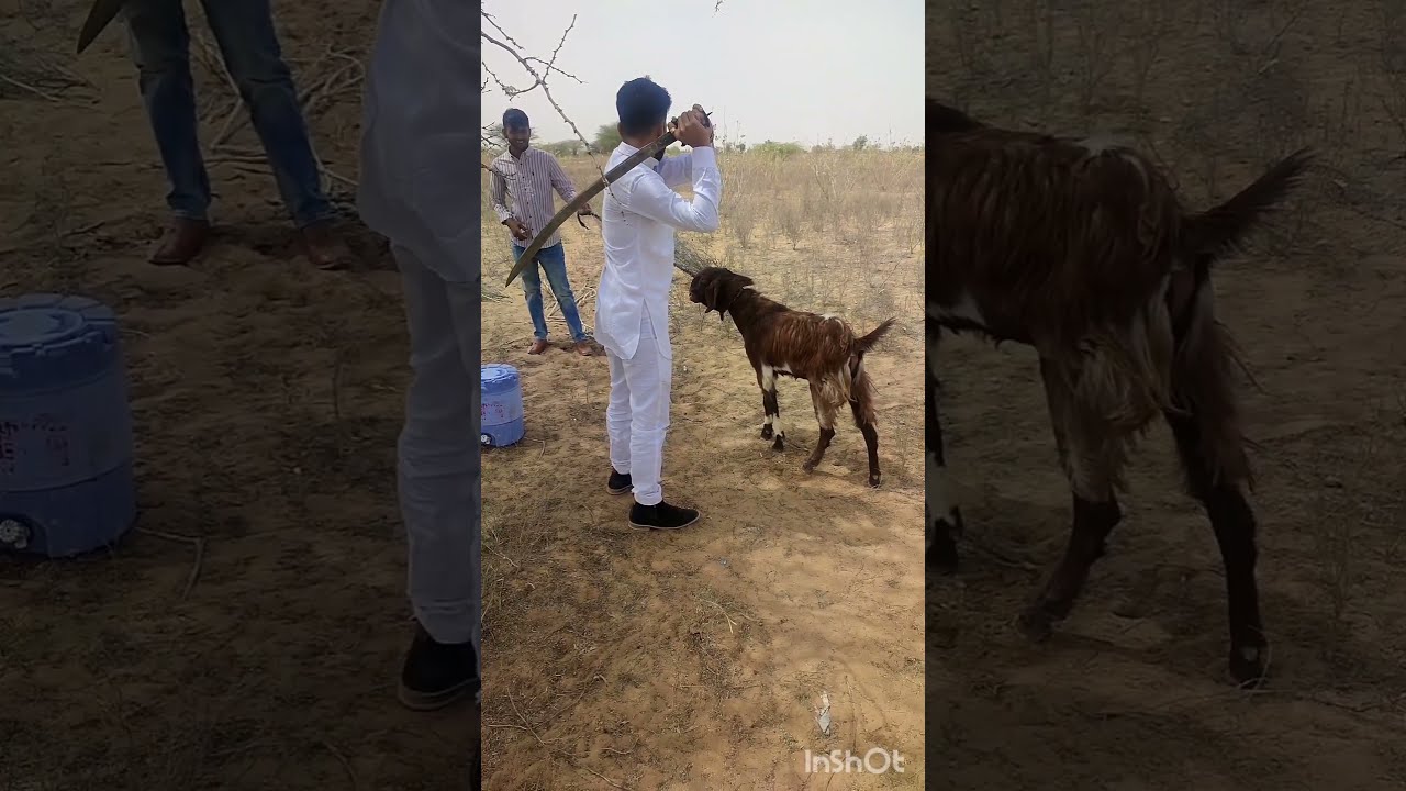 bakra jhatka video #shorts