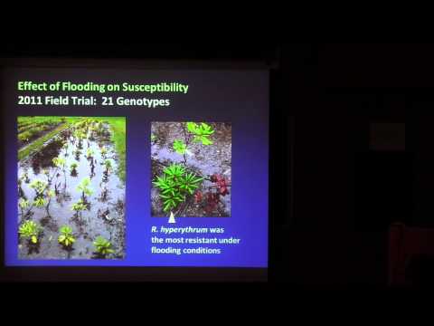 Video: Reproduktion Av Rododendroner, Sjukdomar Och Skadedjur