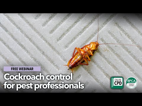 Cockroach control for pest professionals - YouTube