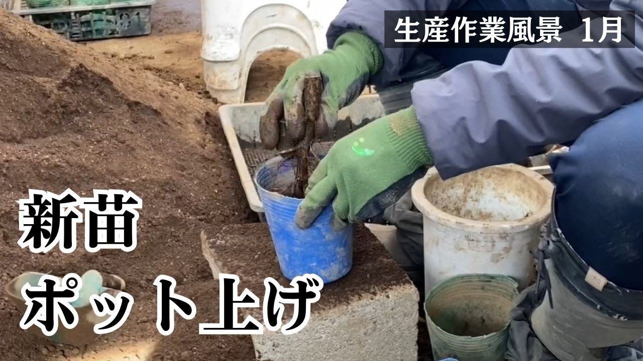 【新苗ポット上げ 生産作業風景】2025年1月20日の記録