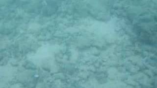 Snorkelling at Maldives Part2