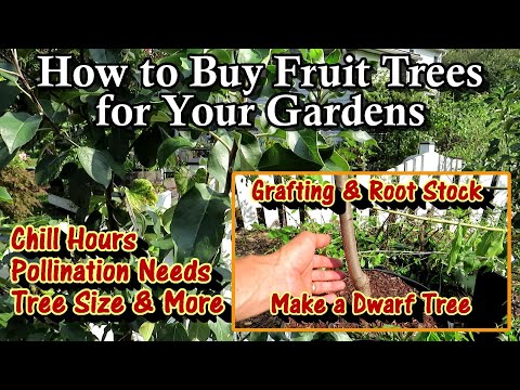 Video: Fruktbusker - kjøp og planting