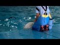 しまね海洋館アクアスのシロイルカ　かわいい！ の動画、YouTube動画。