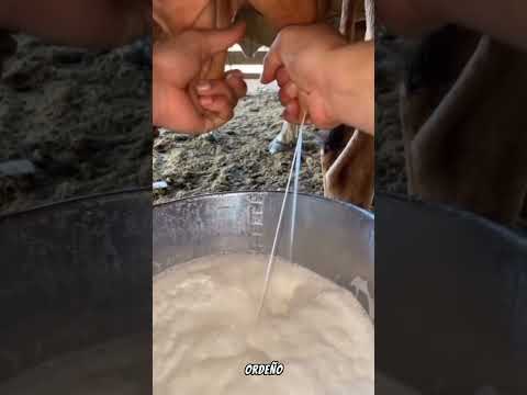 El Proceso De Ordeñar Las Vacas A Mano 