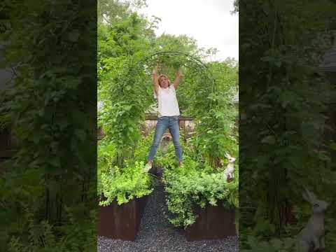 Video: Tomaten op een boog laten groeien – Hoe een tomatenboog te bouwen
