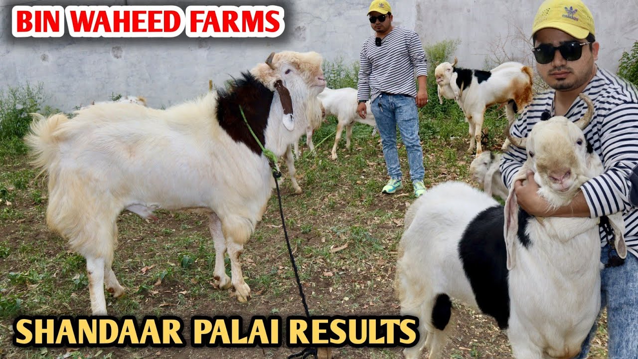 Waheed Shah Riar Farm Trusted Farm For Goat Palai Bin Waheed Farms - YouTube