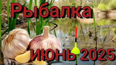 Рыбалка на поплавок 7 июня 2025 г.На лесной реке!ЛОВЛЯ КРУПНЫХ ЛЕТНИХ КАРАСЕЙ НА ЧЕСНОК!Рыбалка 2025
