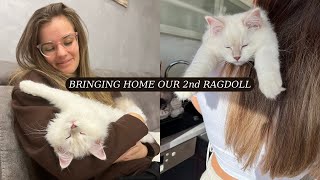 Bringing Home Our SECOND Ragdoll Kitten