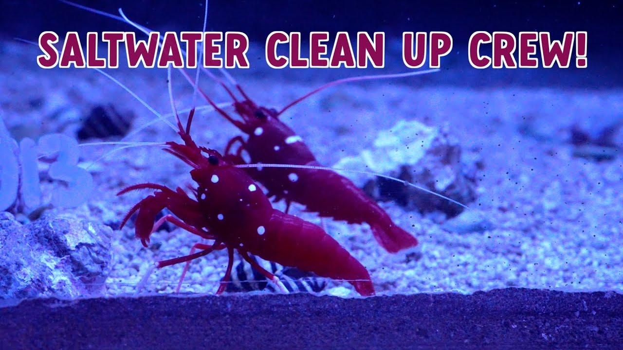 WORLD PREMIERE BEHIND THE SCENES WAREHOUSE | SALTWATER CLEAN UP CREW | AFRICAN CICHLID SELECTION
