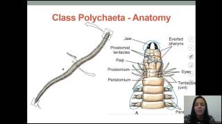 Zoology   Segmented Worms