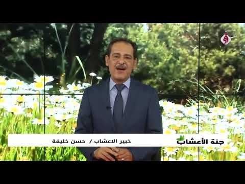 أهم فوائد لسمسم مع خبير الاعشاب حسن خليفة جنة الاعشاب