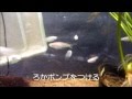 冬にメダカを増やす方法