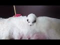 Pyrenäenberghund Welpen 2 Wochen alt