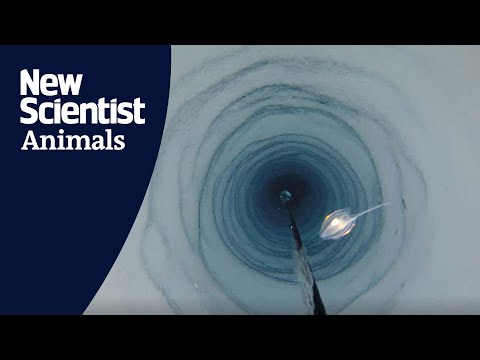 Life found beneath Antarctic ice sheet 'shouldn't be there'