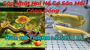 Cập nhật 2 hồ cá săn mồi cộng đồng, cá rồng bối 24k9999, ngân long abino, la hán, cá ttcp, két koi.