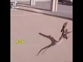 بيدور علي 
