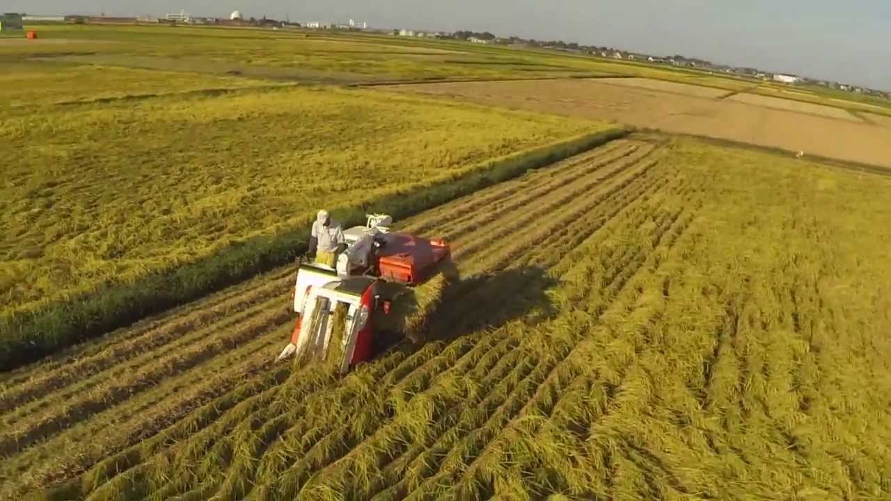 新潟空撮 今年は豊作の予感 越後平野稲刈り Youtube